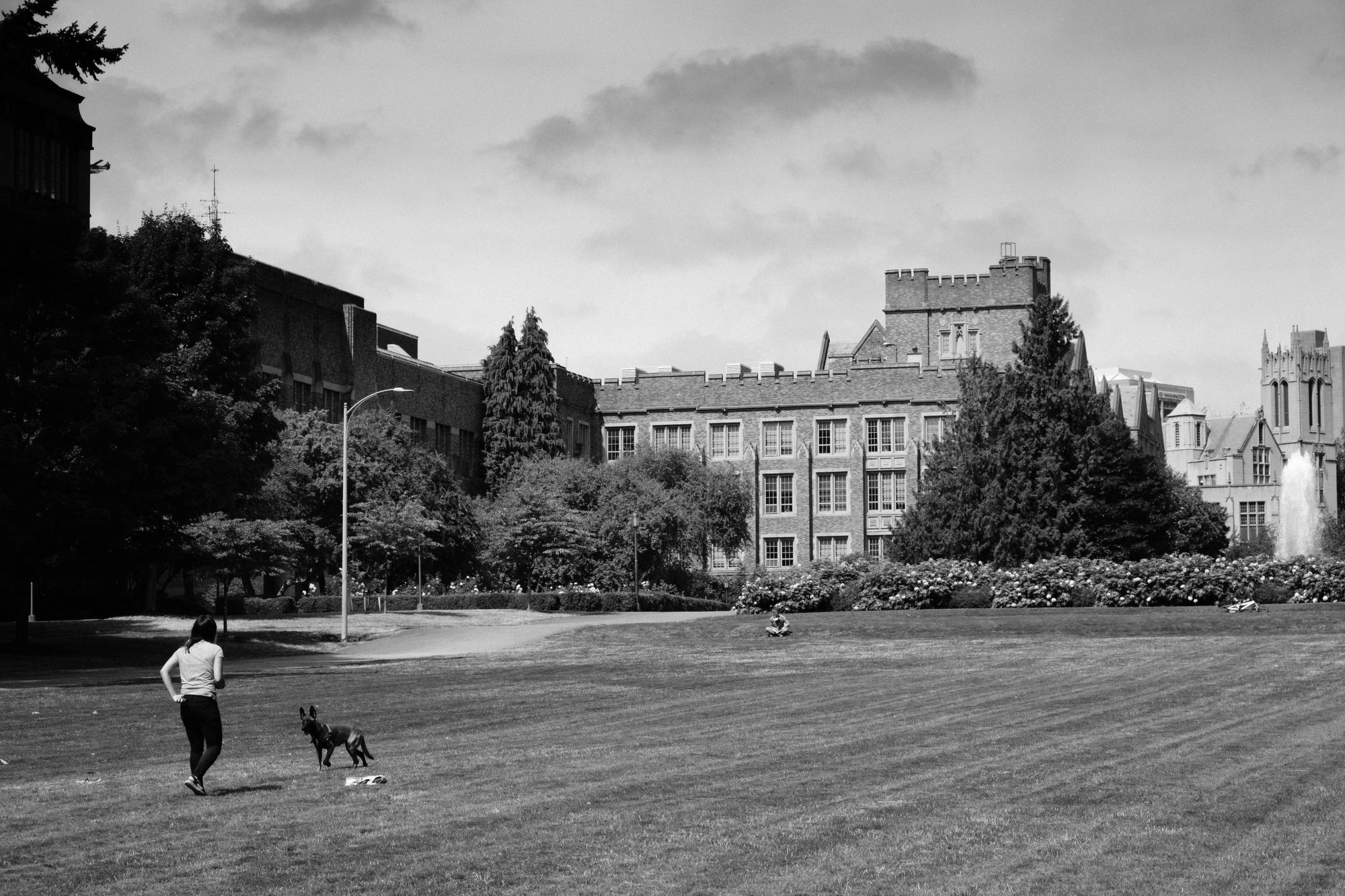 Dog playing at UW Seattle