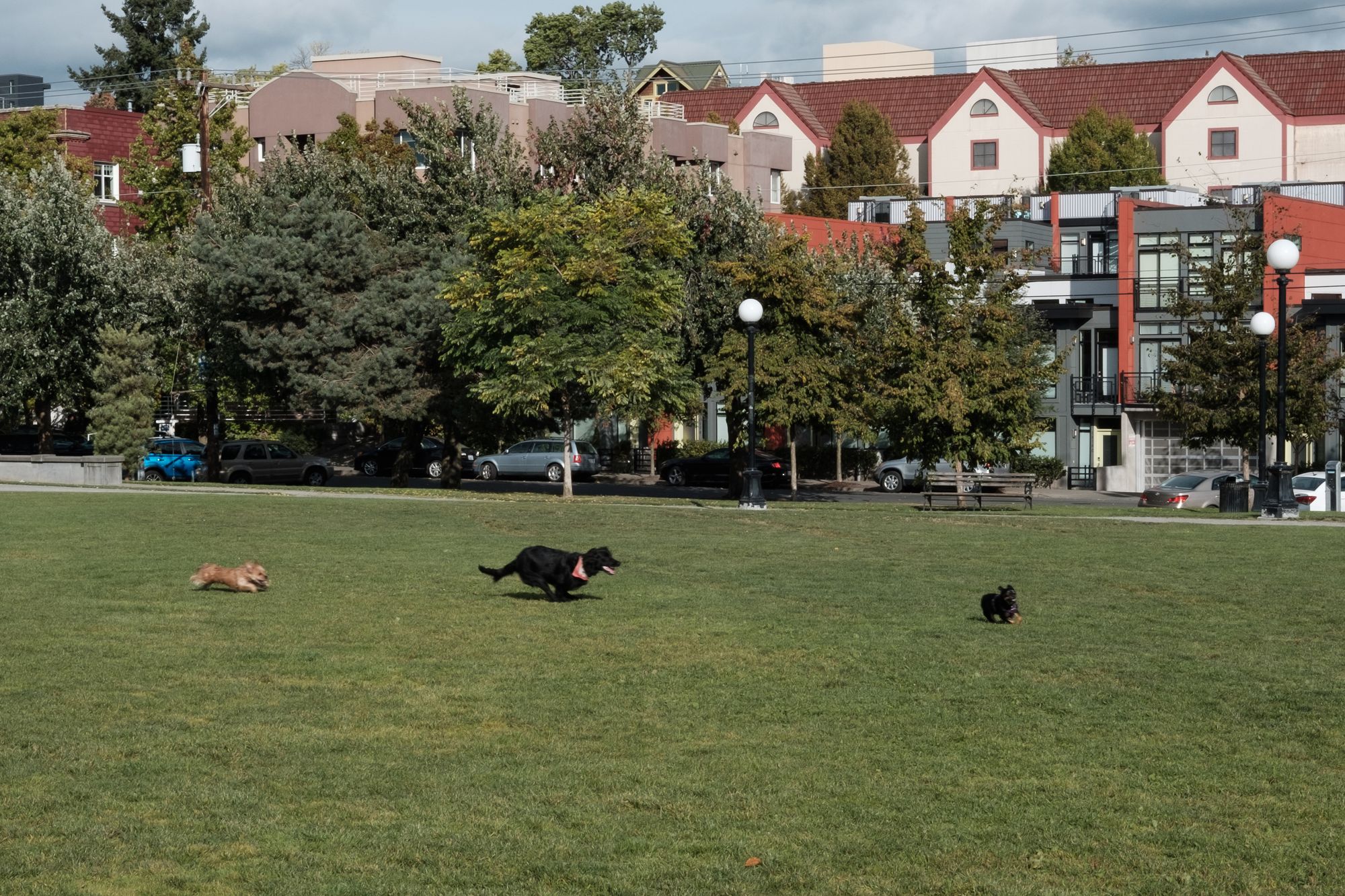 Dogs chase one another in Cal Anderson Park Seattle