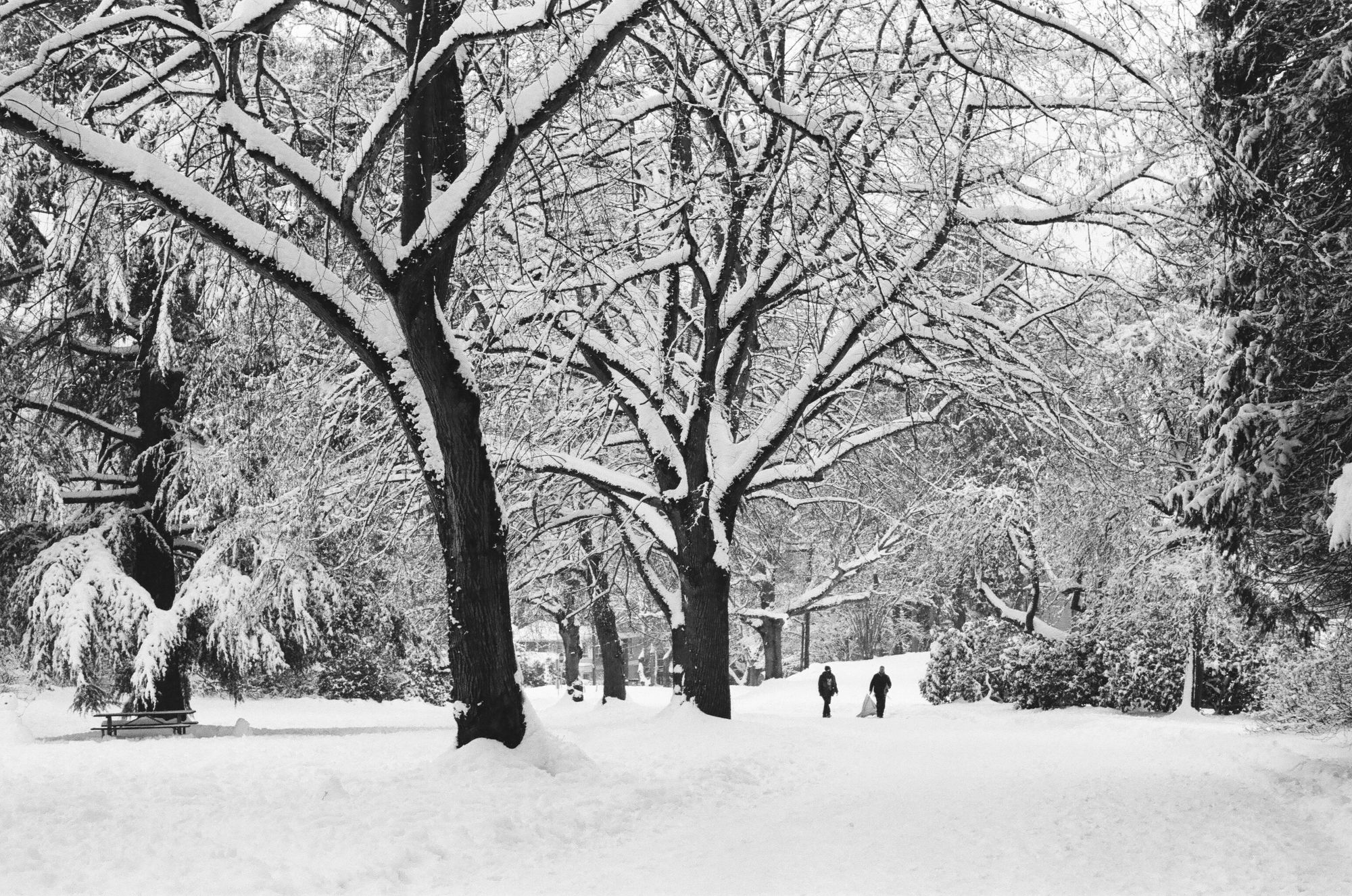 Snow Volunteer Park Capitol Hill Seattle