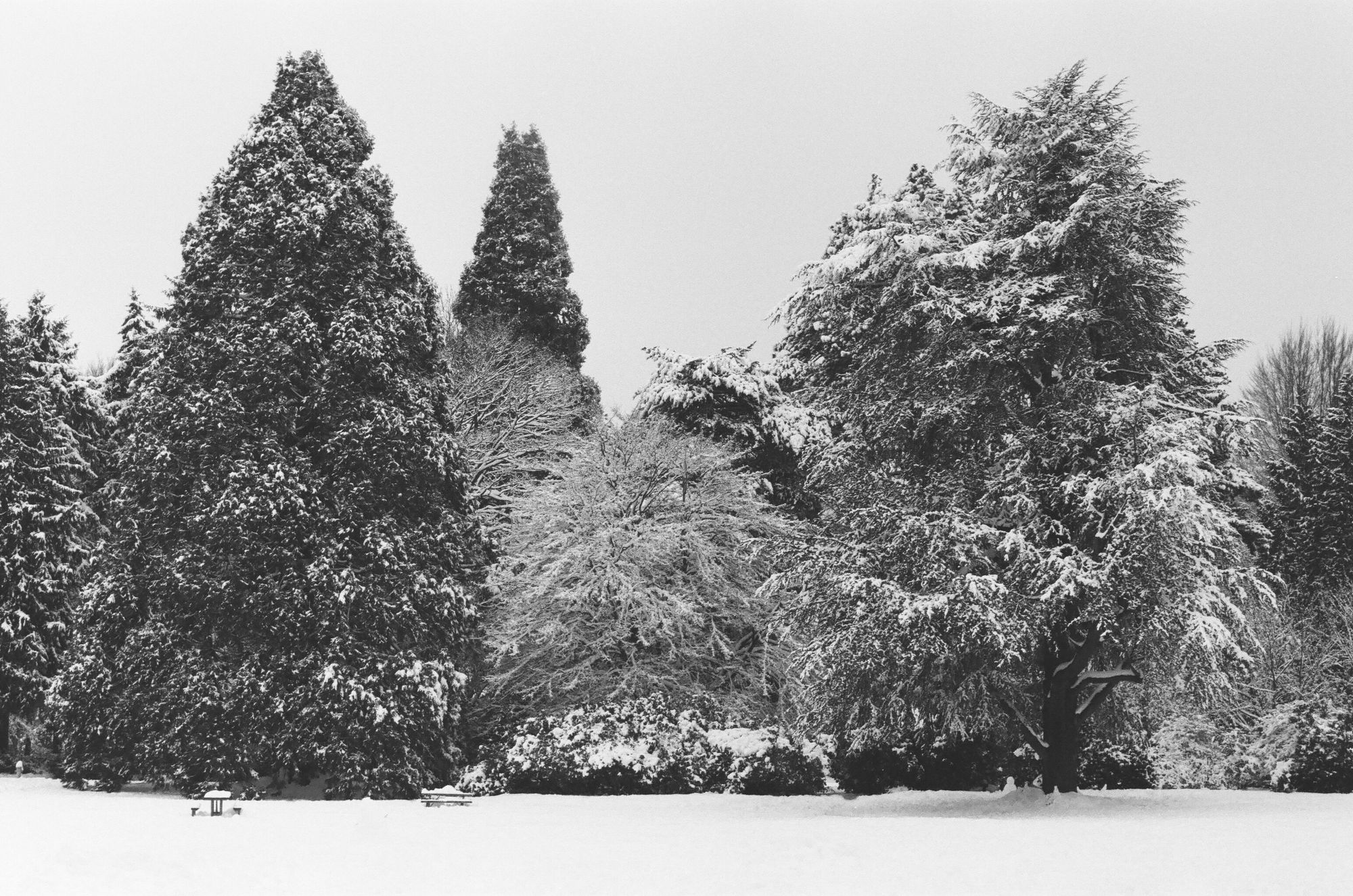 Snow Volunteer Park Capitol Hill Seattle