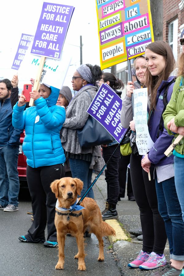 Protest Dog